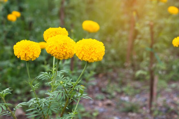 Goudsbloembloem veld, lente seizoen gele bloemen, geel Bloem veld bloeien