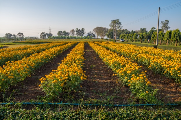 Goudsbloembloembed naast Weg in Thailand.