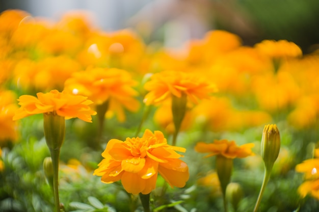 Goudsbloembloemen in de tuin