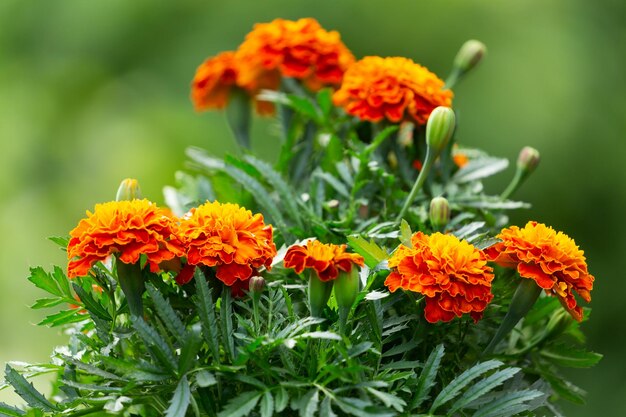 Goudsbloembloemen in een tuin