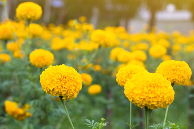 Goudsbloembloemgebied, de lentetijd gele bloemen