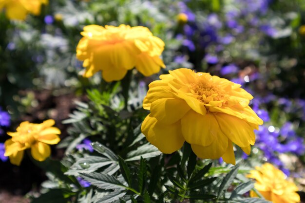 Goudsbloemen bloeien in East Grinstead