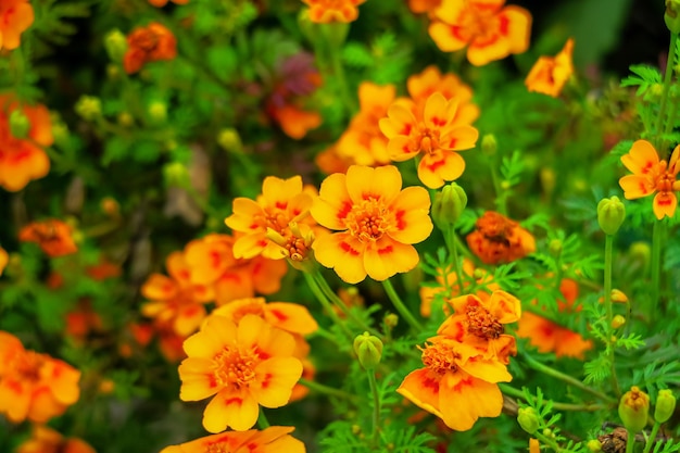 goudsbloemen bloeien op een bed in een bloementuin. teelt van bloemen concept