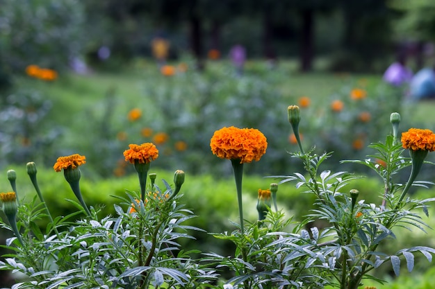 Goudsbloemen in het bloembed bloeiden prachtig Heldere bloemen op een groene achtergrond