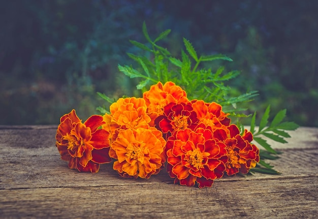 Goudsbloemen of Tagetes erecta Goudsbloem op een houten tafel