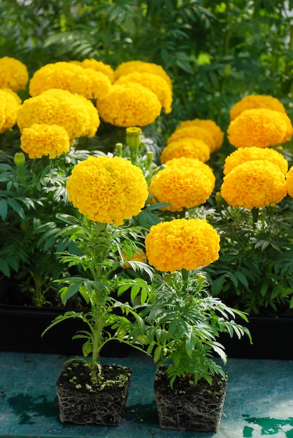 Goudsbloemen (Tagetes erecta, Mexicaanse goudsbloem), goudsbloempotplant met wortels en zwarte schaal