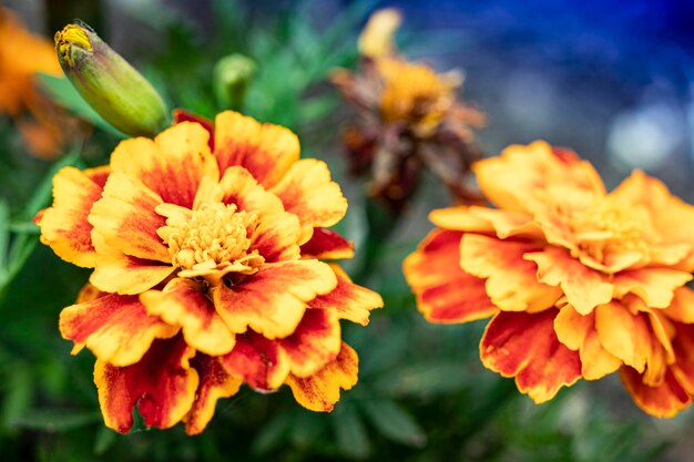 Goudsbloemen zijn kleinbloemig Zomertuin Close-up Natuurlijke natuurlijke achtergrond