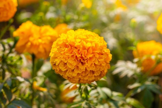 Goudsbloemgebied, gele bloemen. natuurlijke achtergrond.