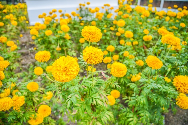 Foto goudsbloemtuin.