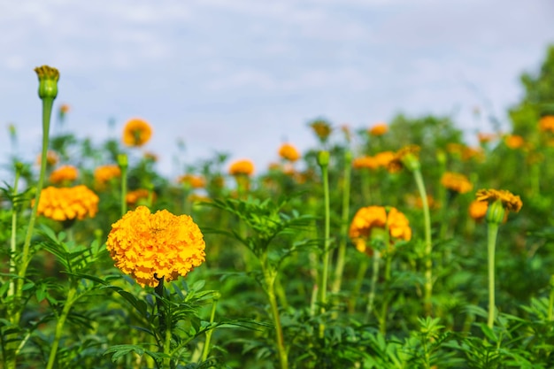 Goudsbloemvelden in de ochtend