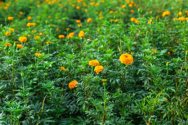 Goudsbloemvelden in de ochtend