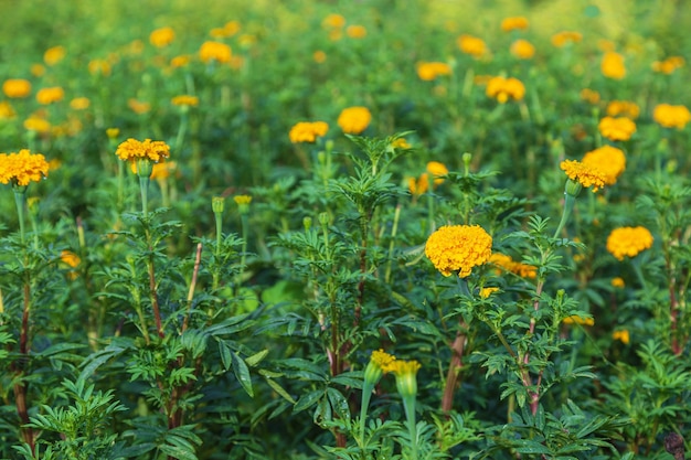 Goudsbloemvelden in de ochtend