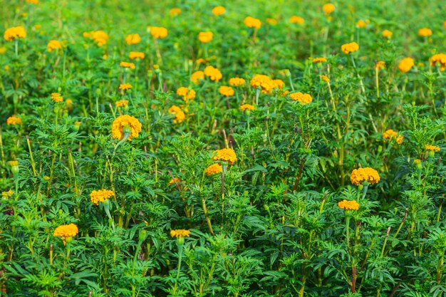 Goudsbloemvelden in de ochtend