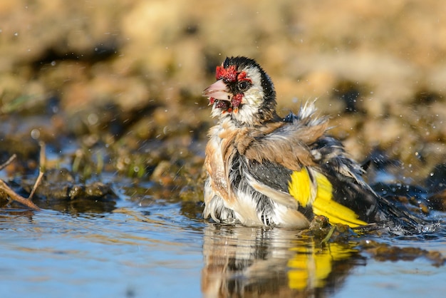 Goudvink, carduelis carduelis, spetteren in het water.