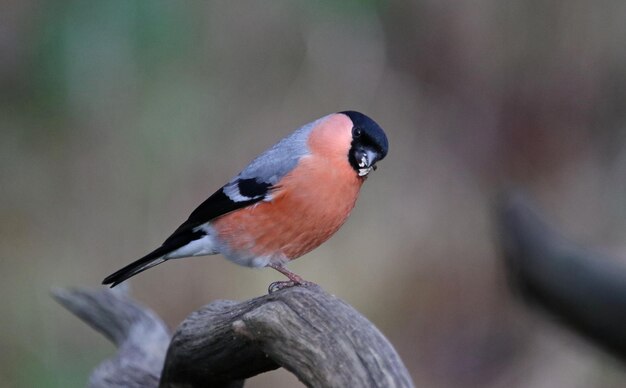 Goudvinken die voedsel verzamelen in het bos