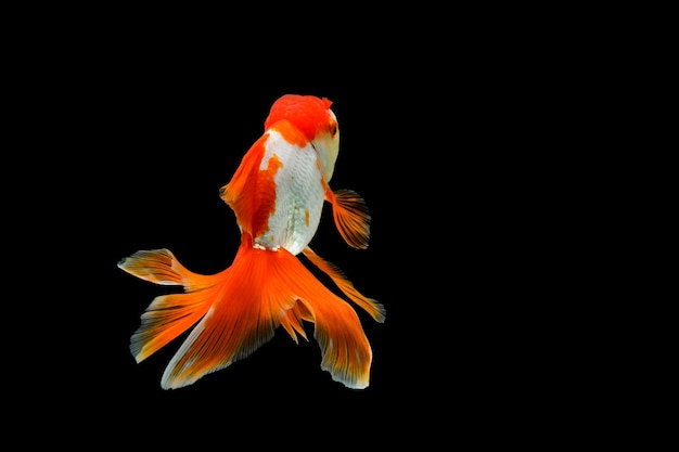 Goudvis geïsoleerd op een donkere zwarte achtergrond verschillende kleurrijke Carassius auratus in het aquarium