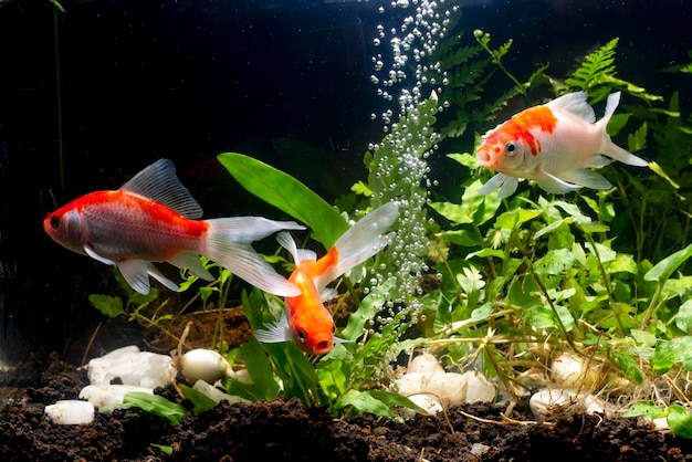 Goudvis zwemmen in het aquarium Goudvisschen zwemmen In het aquarium