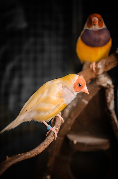 Gouldian Finch 화려한 새