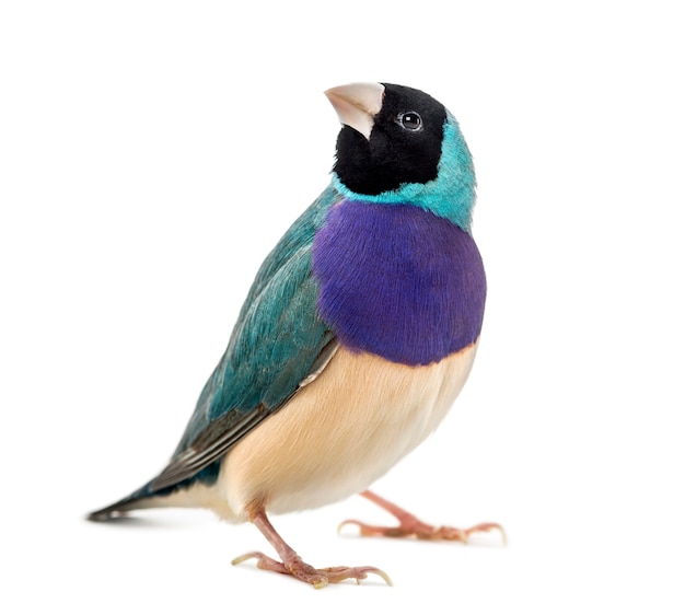 Photo gouldian finch, erythrura gouldiae, in front of a white surface