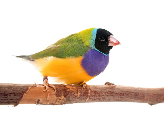 Gouldian finch in studio