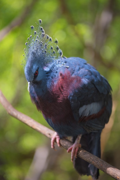 Goura Victoria exotic crowned bird