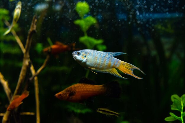 Gouramivissen in aquariumwater