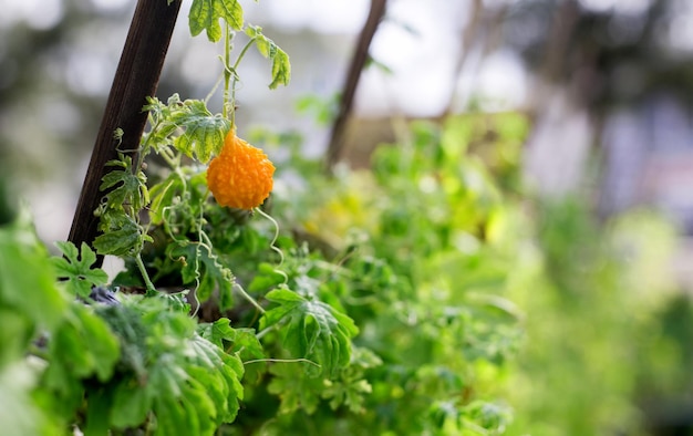 Frutta di zucca da una pianta di zucca amara sulla parete del giardino come ingrediente medicinale