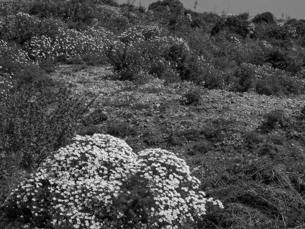 gozo island