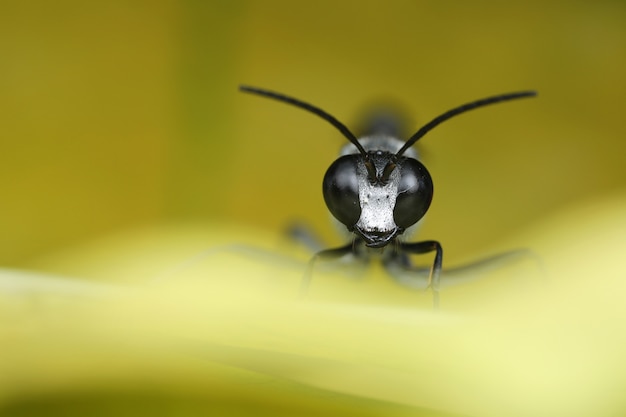 Graafwesp op geel blad