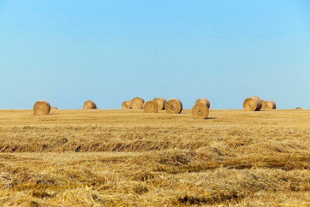 Graan landbouw veld - Landbouw veld waarop het oogsten van granen, tarwe.