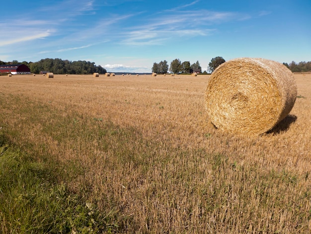 Graan oogst op het meer van Vanern bij Mariestad in Värmland in Zweden de stro ballen liggen op de oogsten