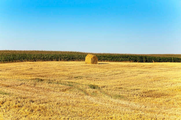 Graan oogsten Landbouw