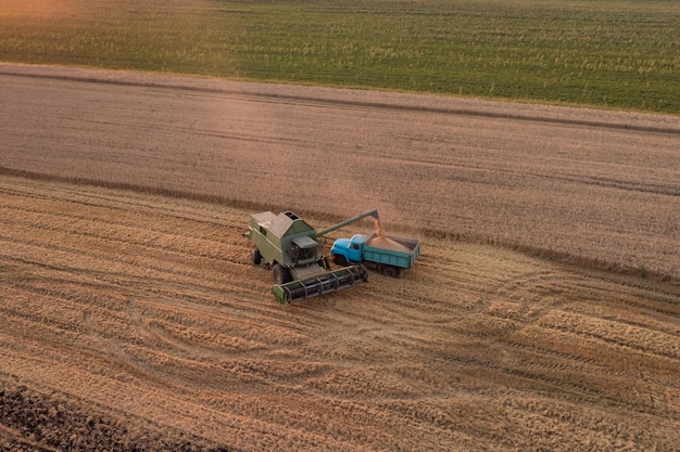 Graan oogsten op landbouwgebied Combineer het laden van graan in de vrachtwagen