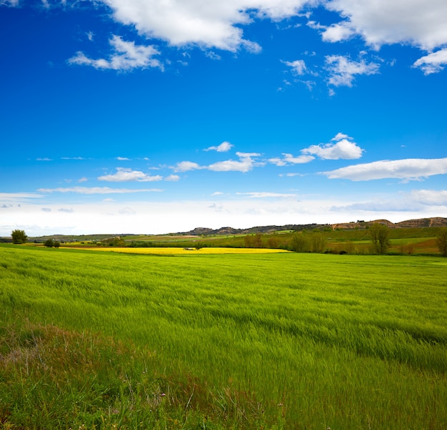 Graangewassen voorjaar velden in Castilla