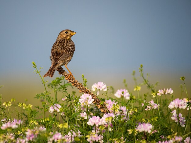 Graangors zit op de bloemen in het voorjaar veld