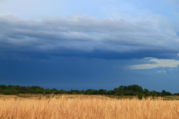 graanoogst achtergrond crisislandbouw