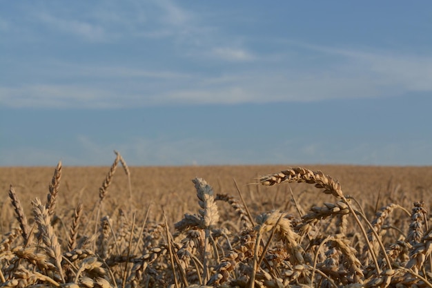 Graanplanten groeien op het veld tegen de lucht tijdens een zonnige dag
