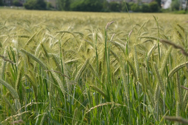 Graanplanten op een boerderij tijdens een zonnige dag