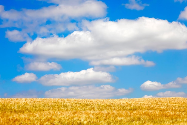 Graanveld in de zomer