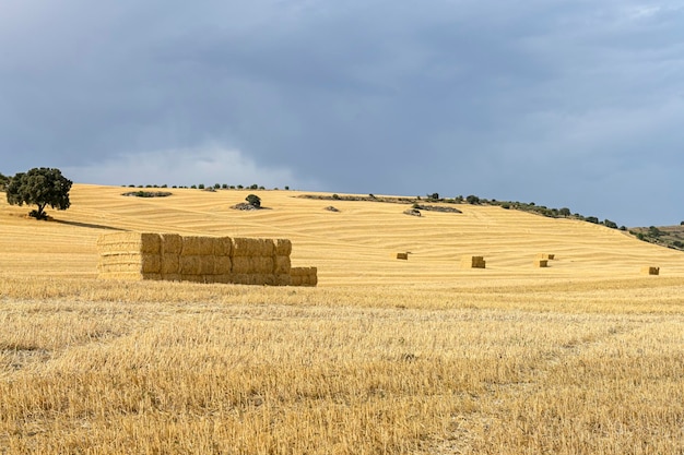 Graanveldlandschap na oogst Balen hooi in het veld