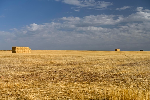 Graanveldlandschap na oogst Balen hooi in het veld