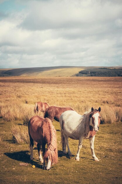 Foto graaspaarden