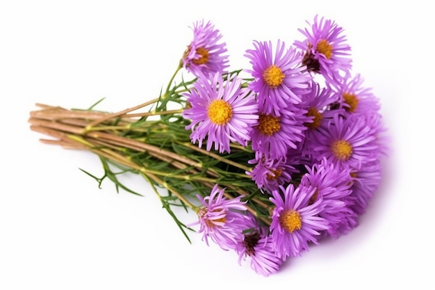 白で隔離される紫色のアスター アメルスの花の優雅なアスターの小枝