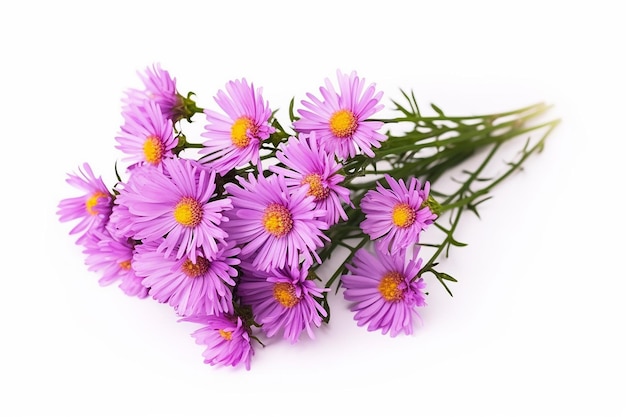 Graceful Asters Twig of Purple Aster Amellus Flowers Isolated on White