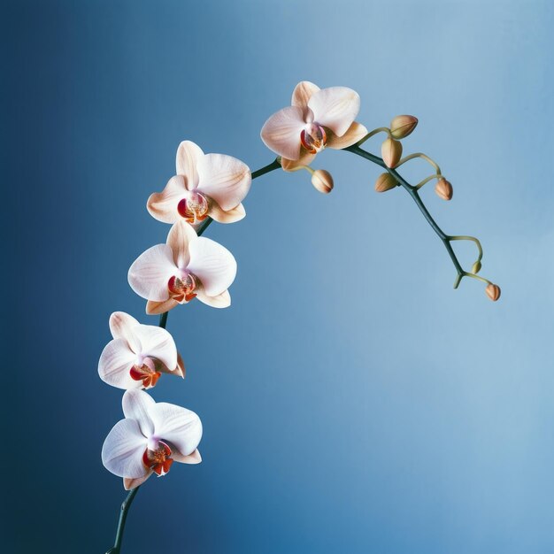 Photo graceful balance a colorized orchid in analog vibe