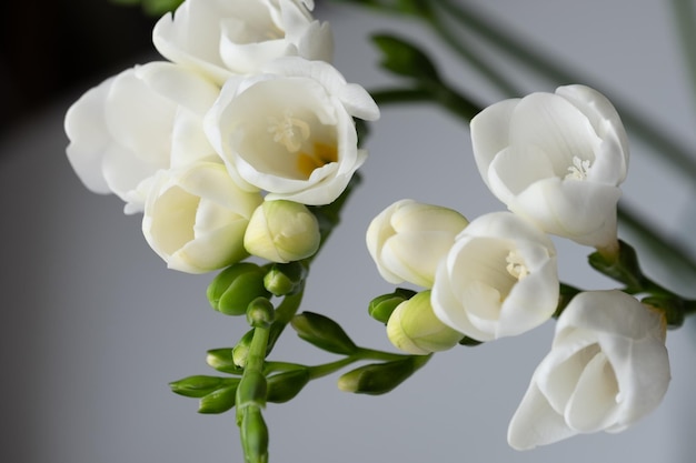 Graceful beautiful white freesias closeup Copy space Background for quotes