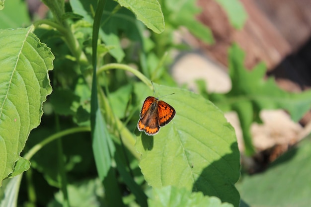 Graceful butterfly sitting on the green leaf