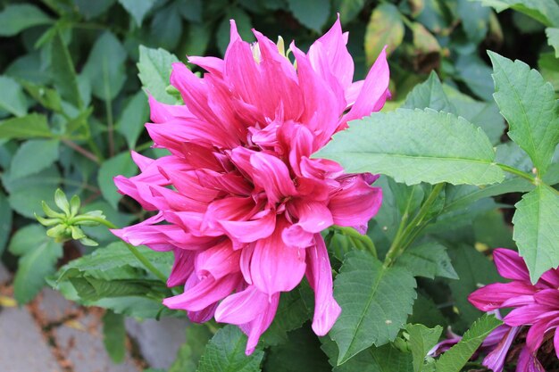 Graceful darkpurple chrysanthemum on an isolated green background opens its bud after a night of sleep