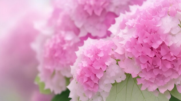 Foto eleganza aggraziata isolato ortensia rosa in primo piano la fotografia macro