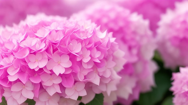 Graceful Elegance Isolated Pink Hydrangea in CloseUp Macro Photography